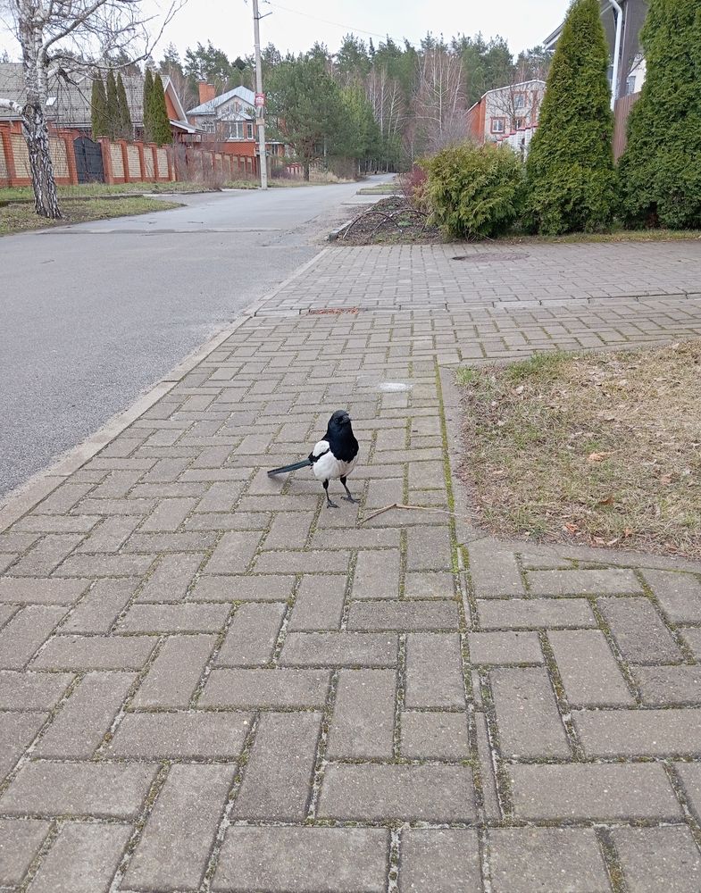 Photo #13730046
