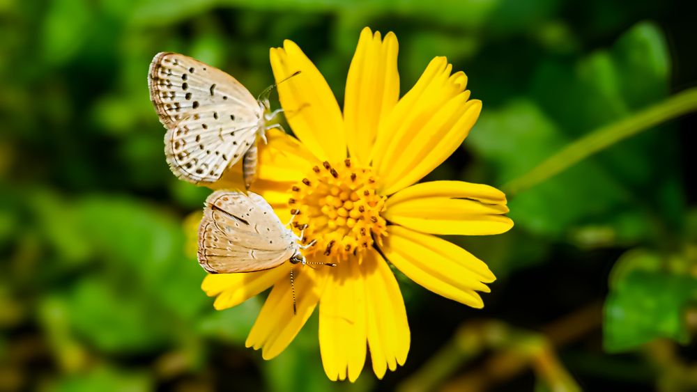 Harmony in Bloom
