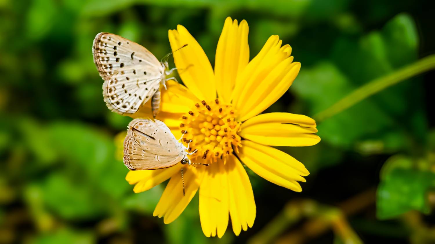 Harmony in Bloom