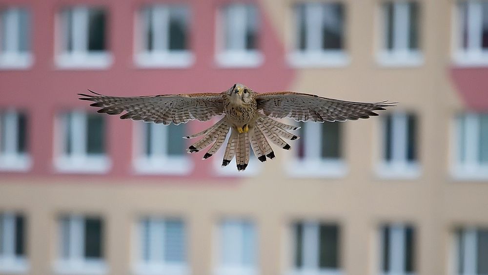 Photograph by Jiri Skalka