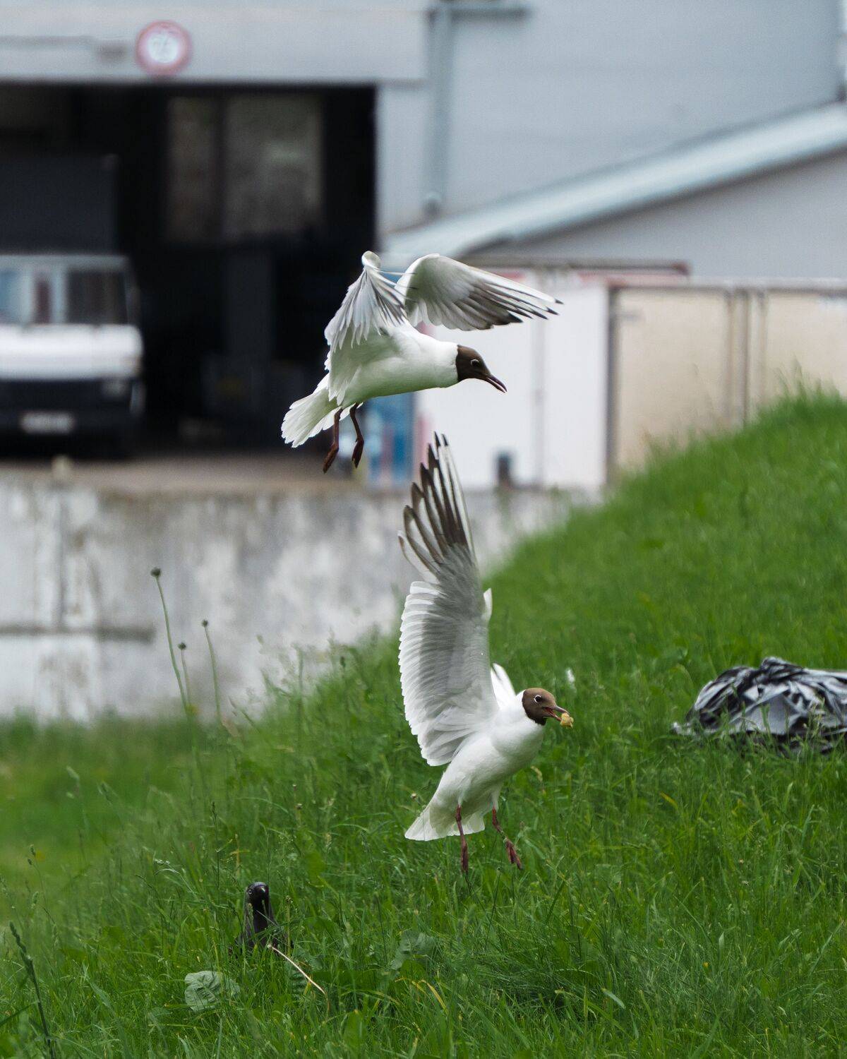 Photo #13730134