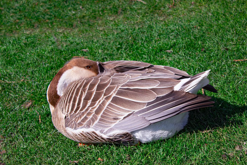 One beautiful wild swan goose sleeping peacefully on the green grass lawn in the public city park during a sunny day