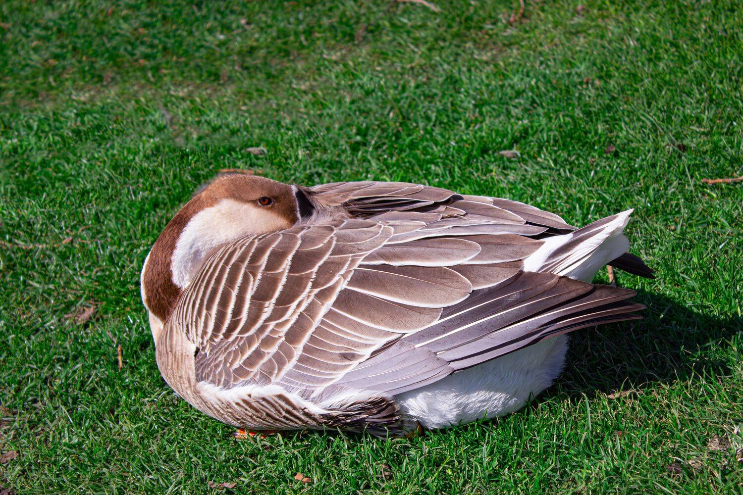 One beautiful wild swan goose sleeping peacefully on the green grass lawn in the public city park during a sunny day