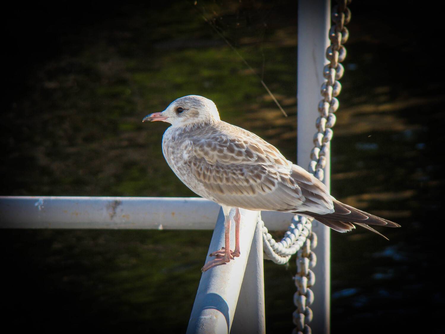 Photo #13730277