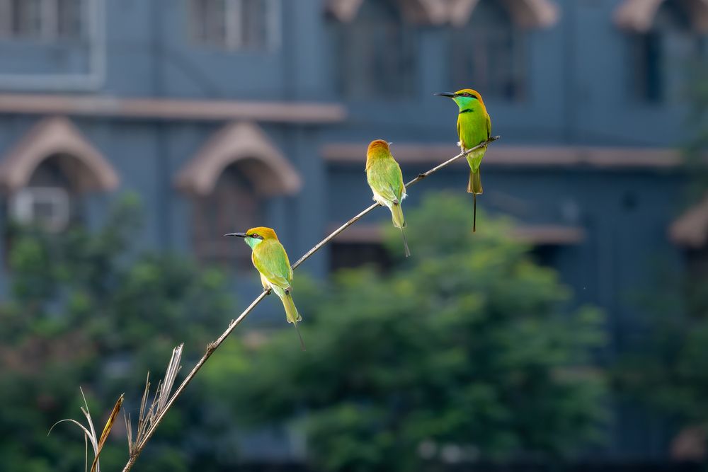 Photograph by Rakesh Murmu