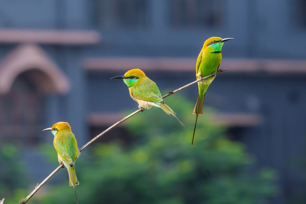 Photograph by Rakesh Murmu