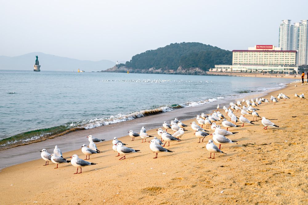 Closeup view of seagull on Haundae beach, Busan