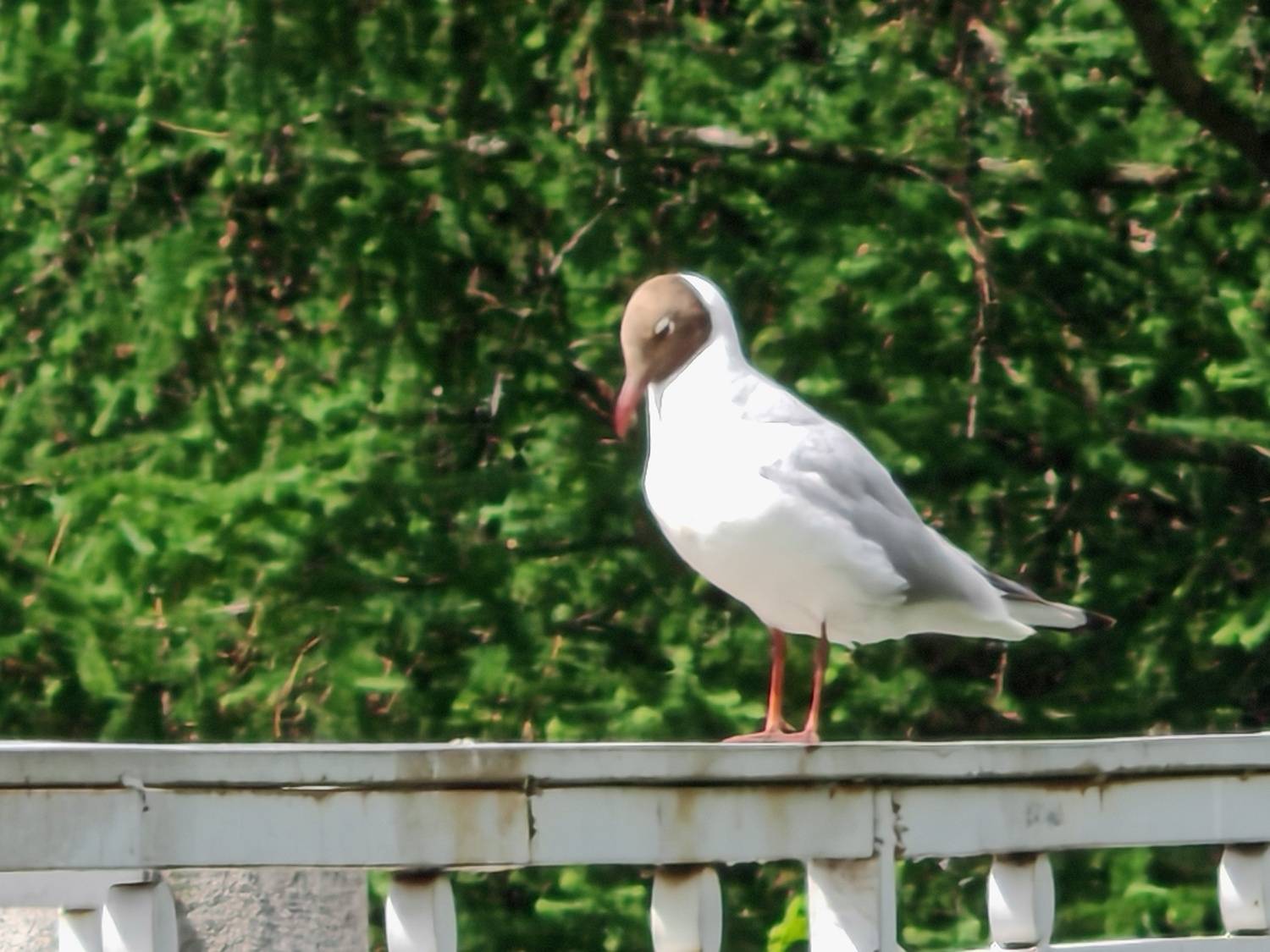 Photo #13730484