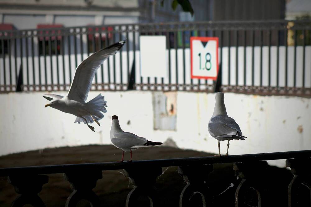 Photograph by Martin Ice