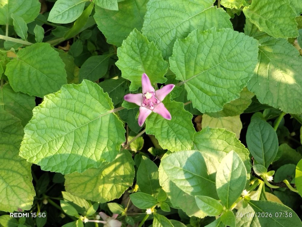 Pink flowers