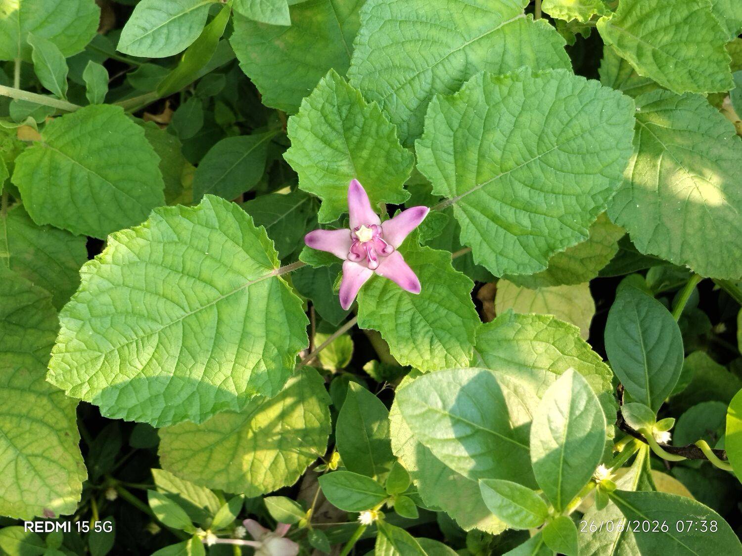 Pink flowers