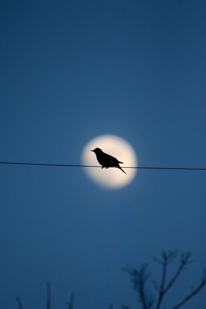 Photograph by Александра