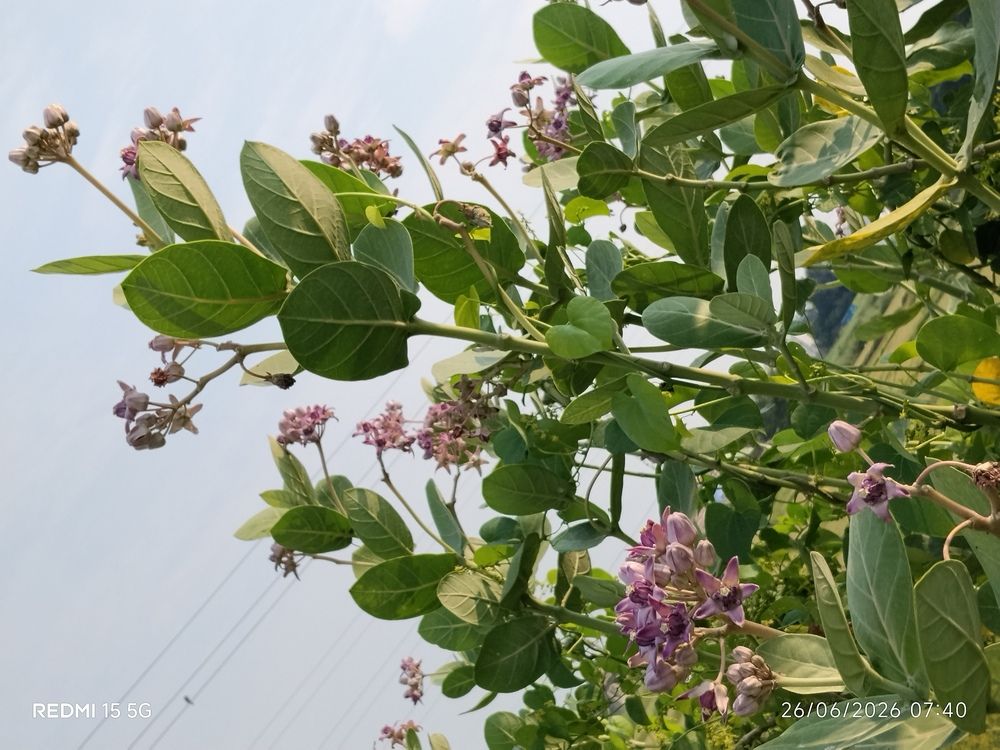 Flowers