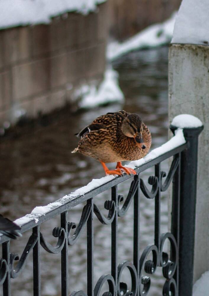Photograph by Любовь Иванова