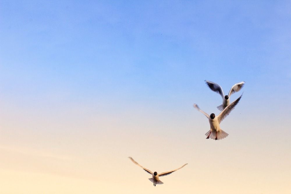 Photograph by Анастасия Козмодемьянова