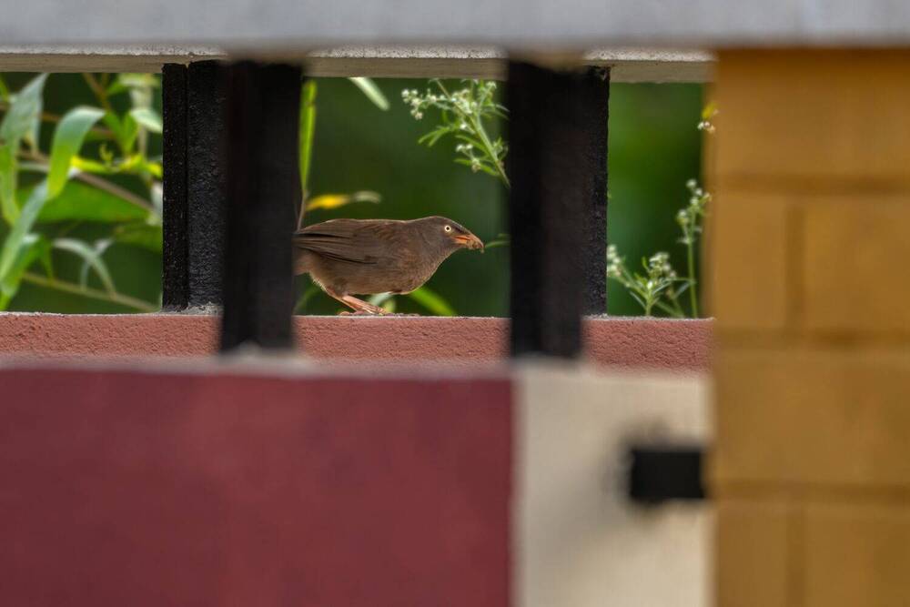 Photograph by Rakesh Murmu