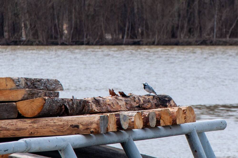 Photograph by Наталья Веселкина