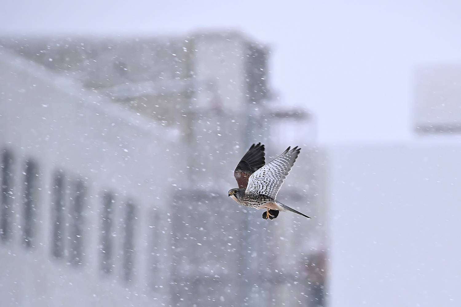 Photo #13731396