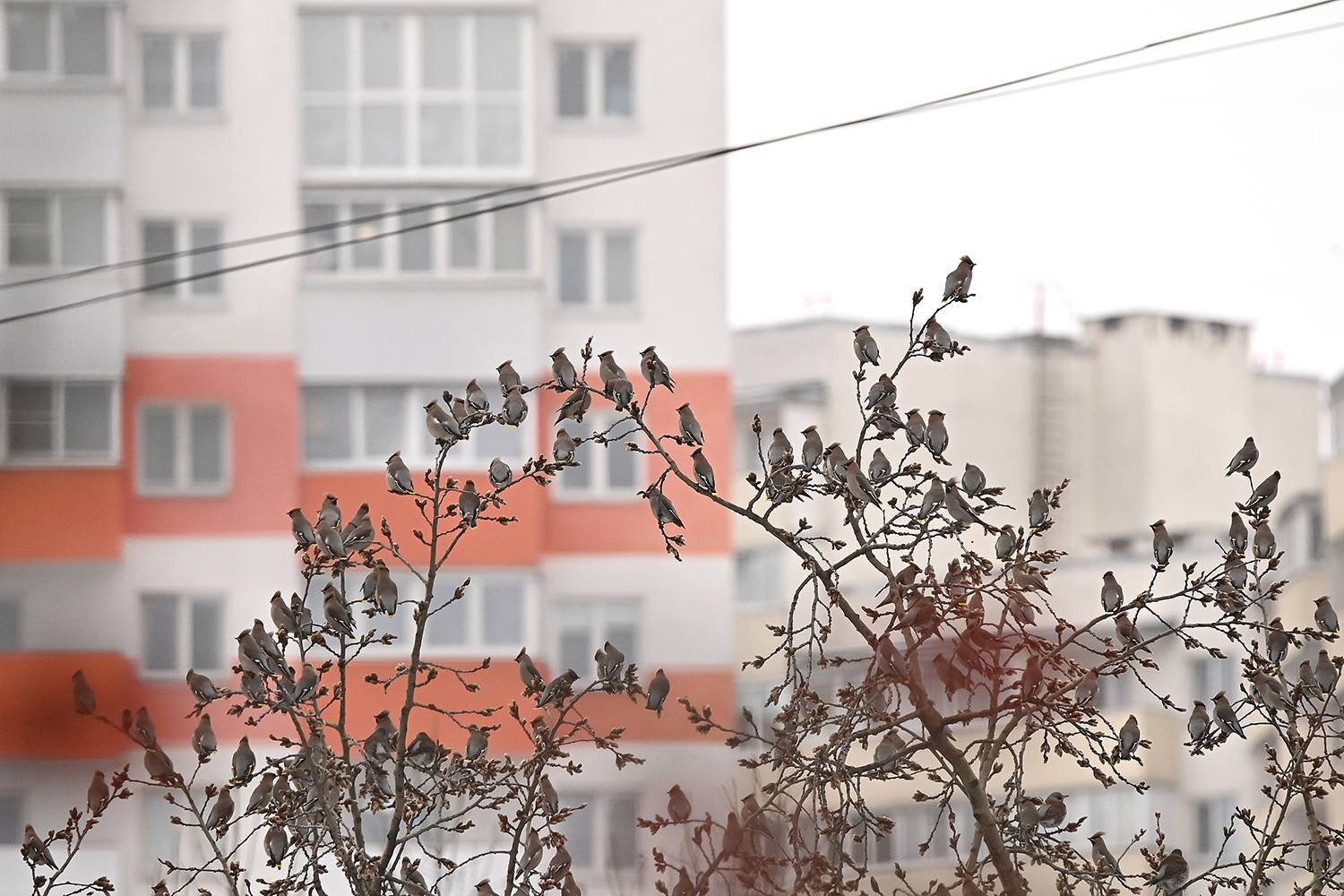 Photo #13731409