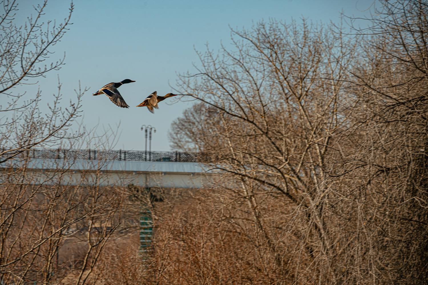 Photo #13731536