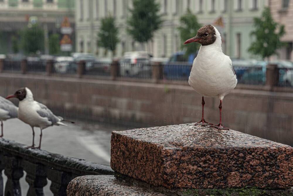 Фотография автора Ляля Рюмина