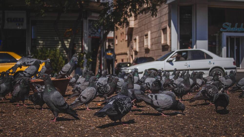 Фотография автора Mahdi Alihosseini
