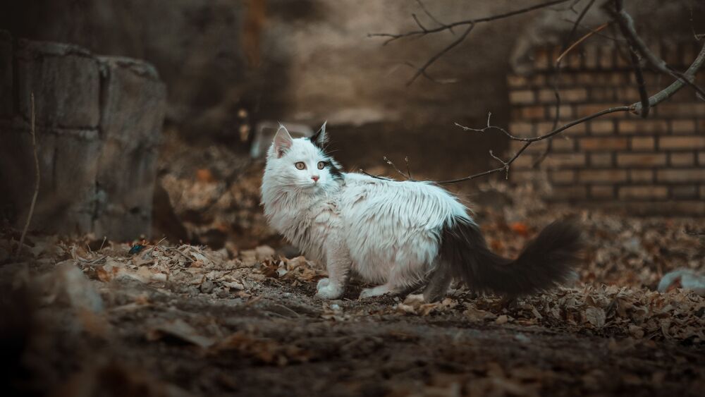 Pets