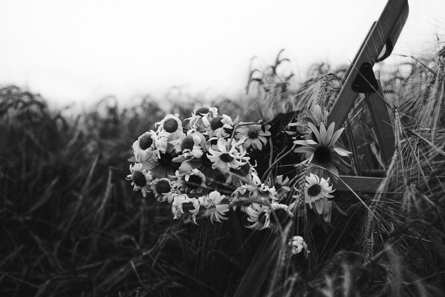 Photo #13732321