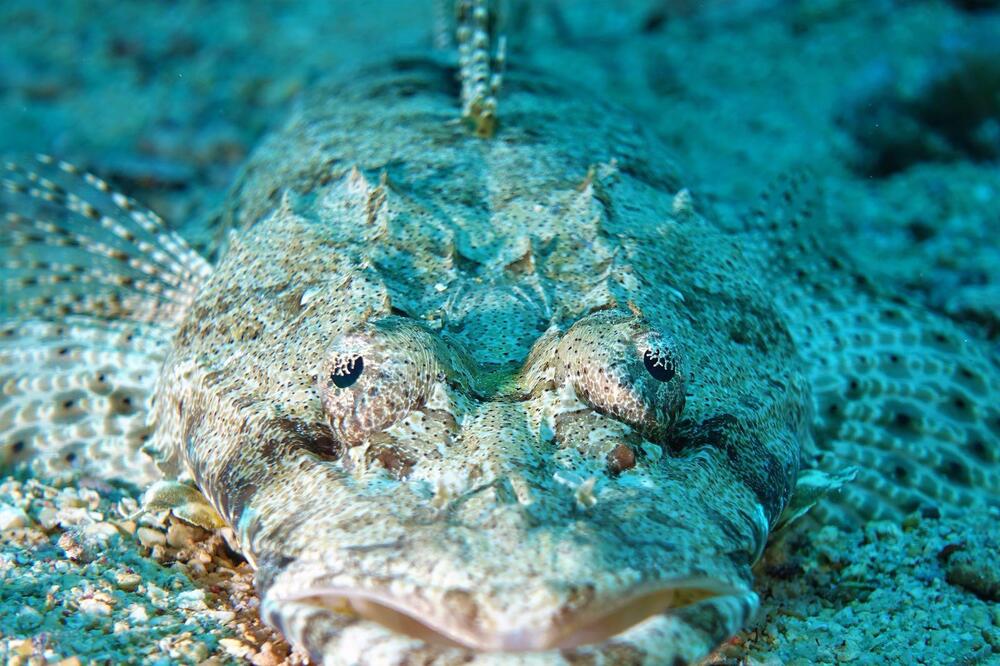 Photograph by Giorgio Castelli