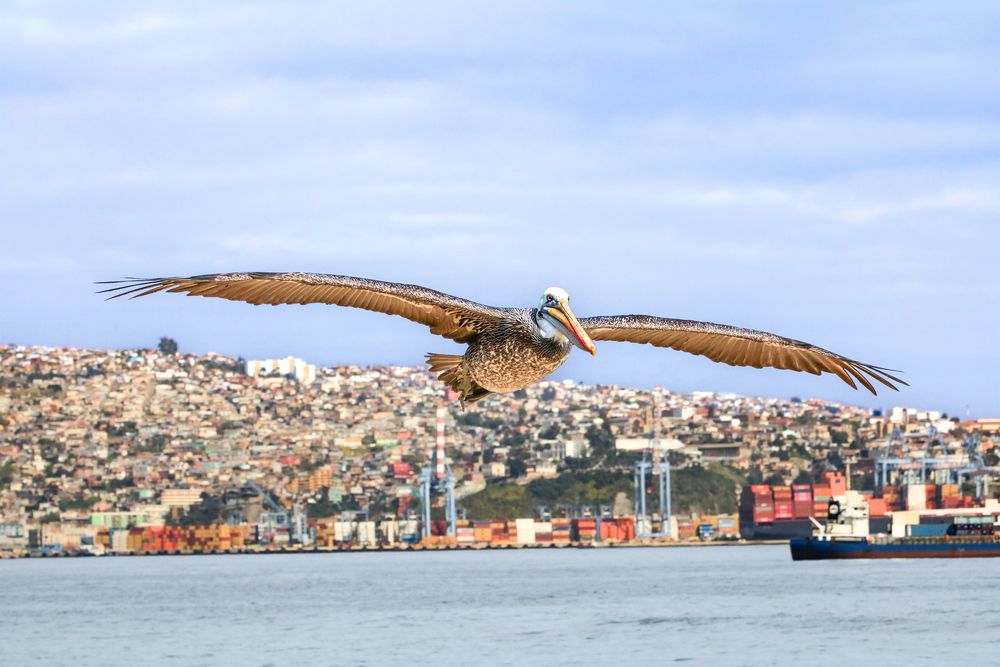 Photograph by Claudio Gutiérrez