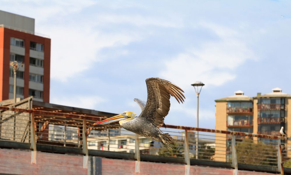 Photograph by Claudio Gutiérrez