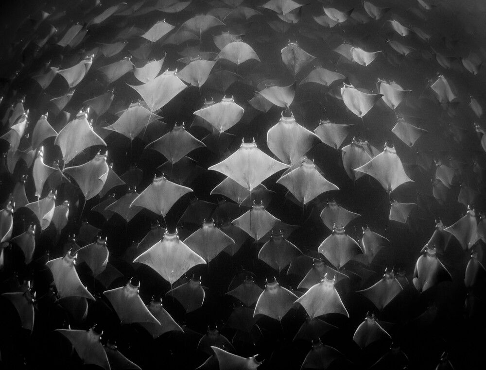Aggregation