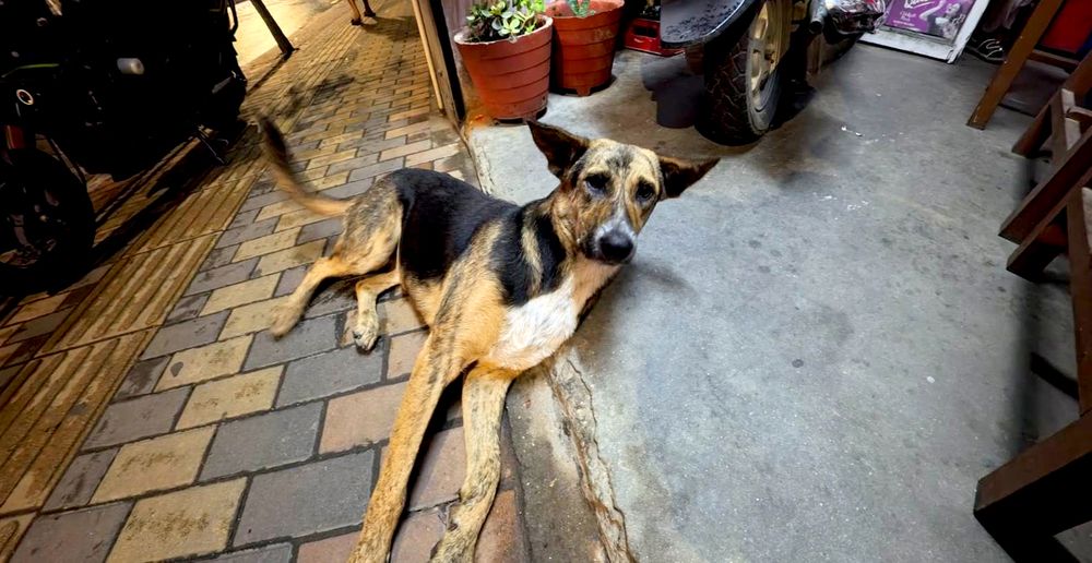 Street Dog Waiting for a Biscuit