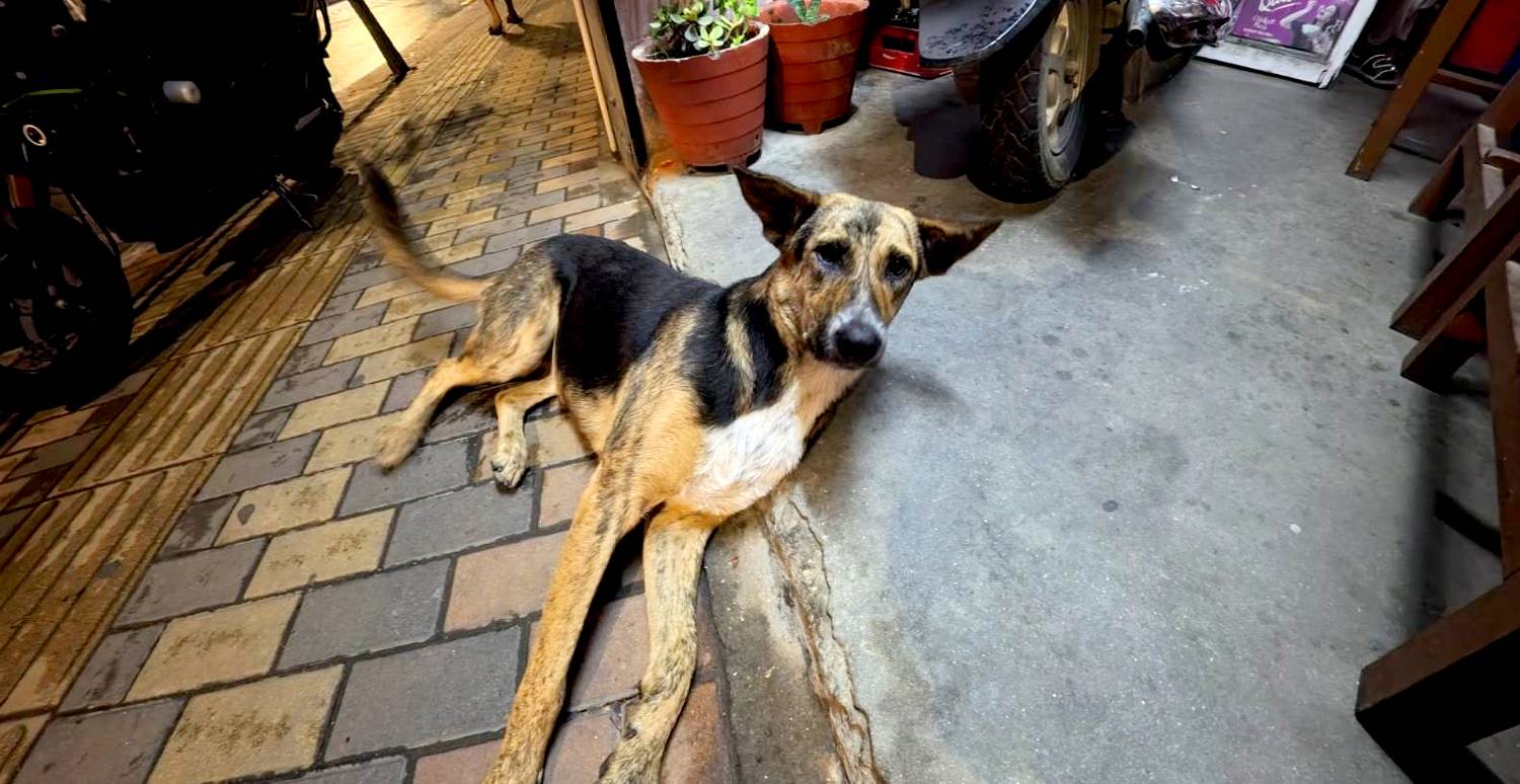 Street Dog Waiting for a Biscuit