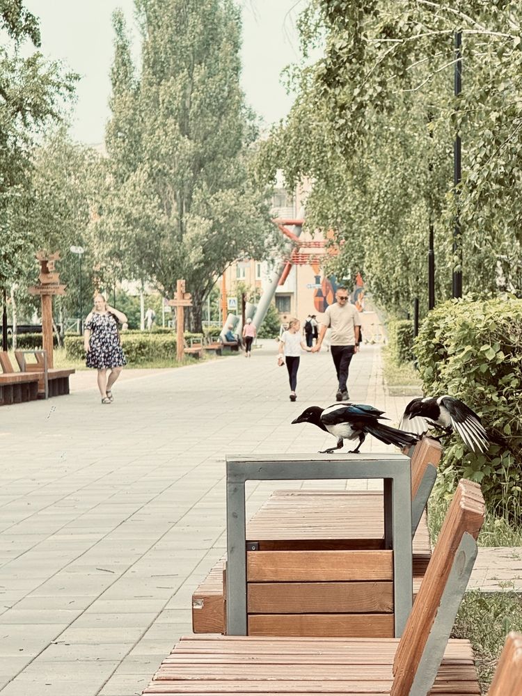 Птицы в городе