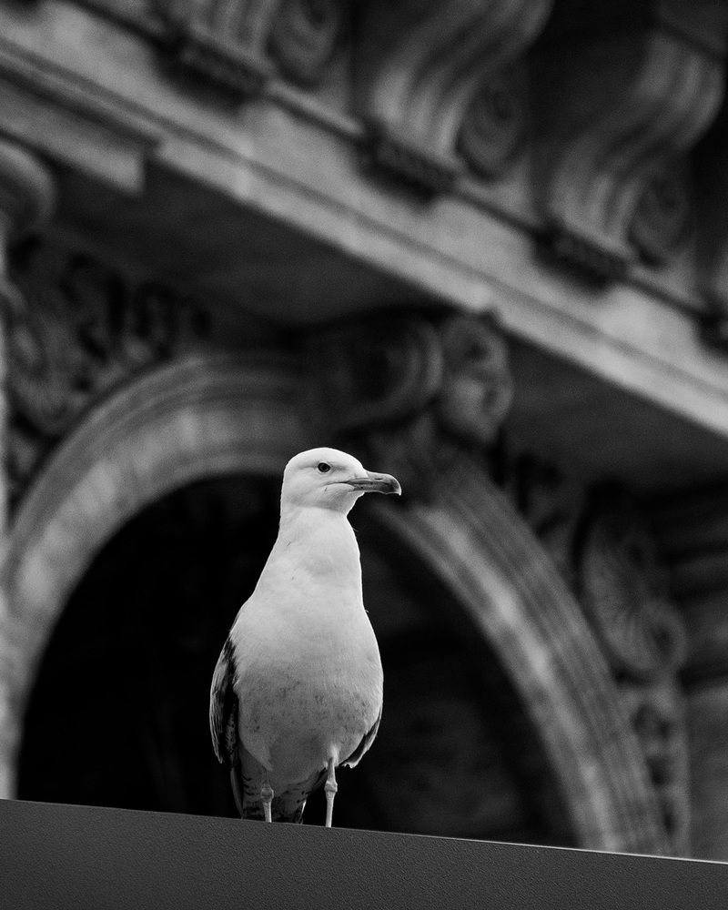 Photograph by Iris Karina