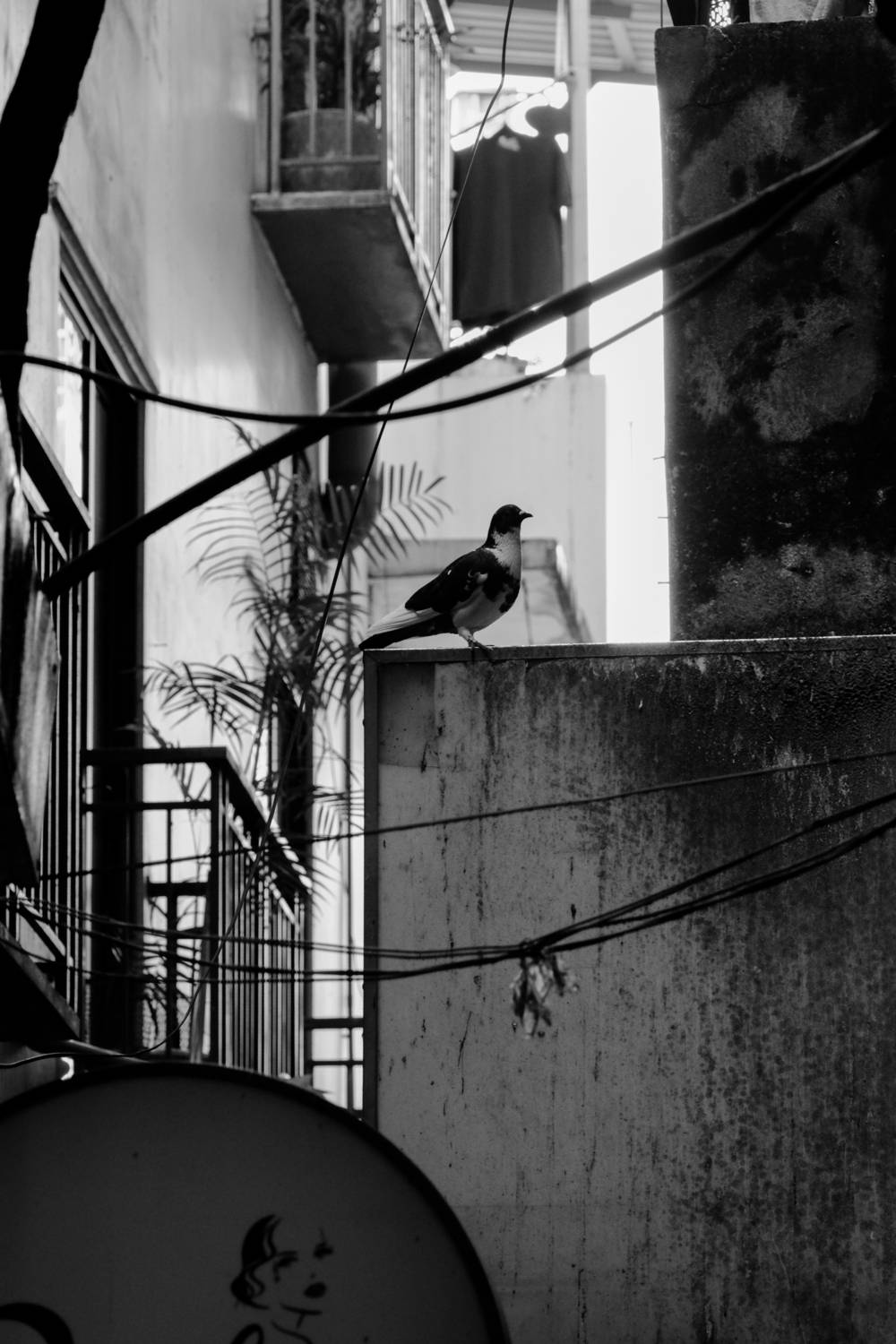 Photo #13733055