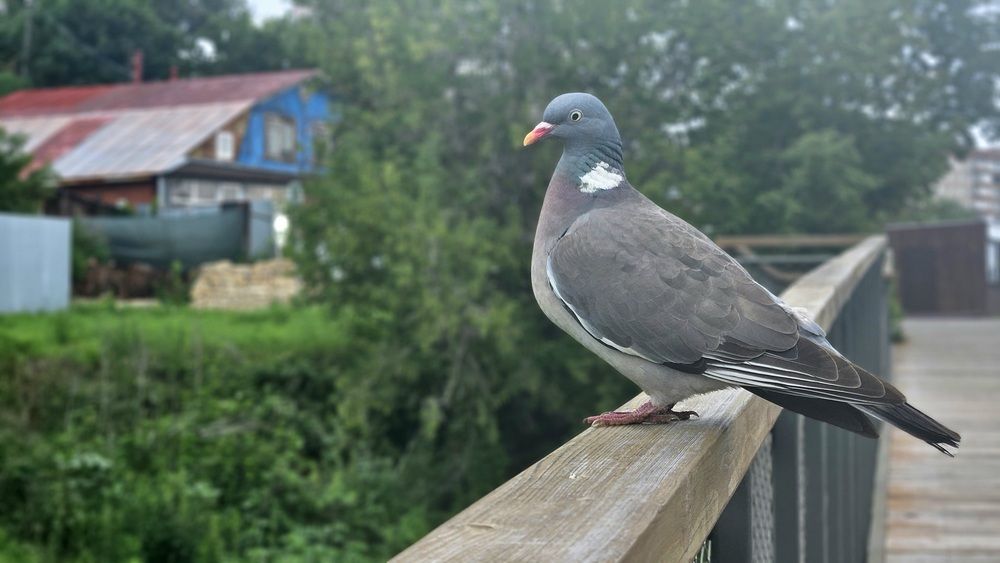 Photograph by Наталья Анисимова