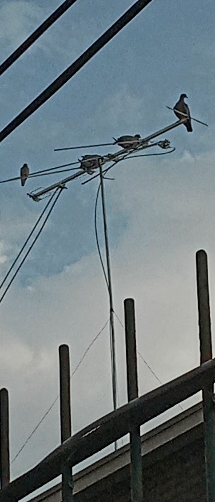 Aves en antena
