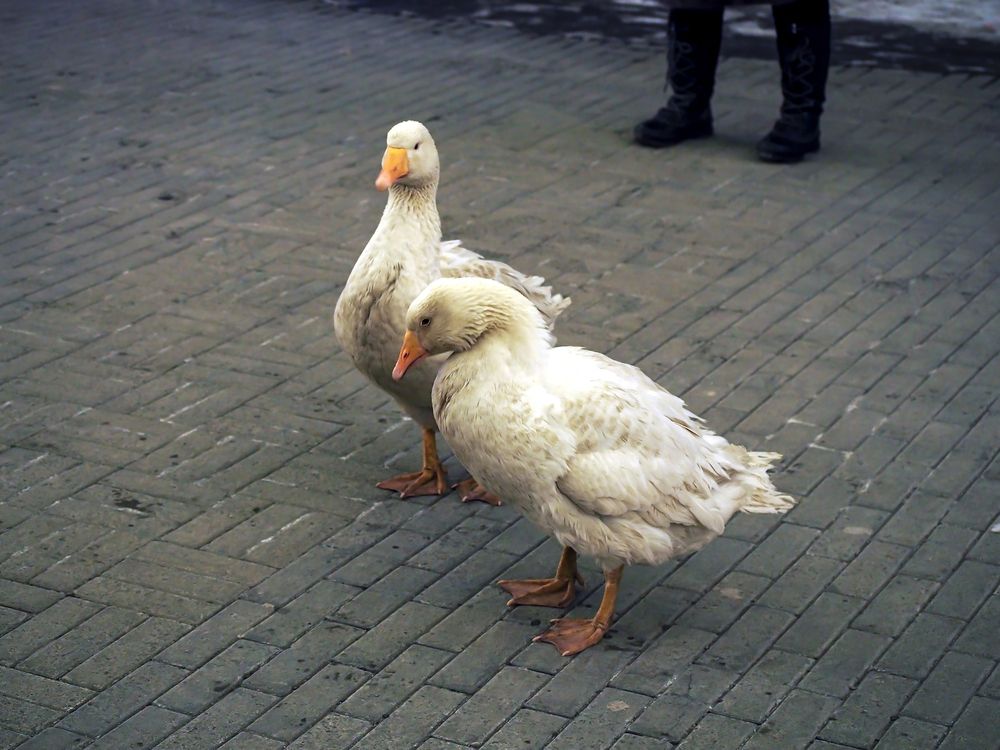 Photograph by Валерий Петров
