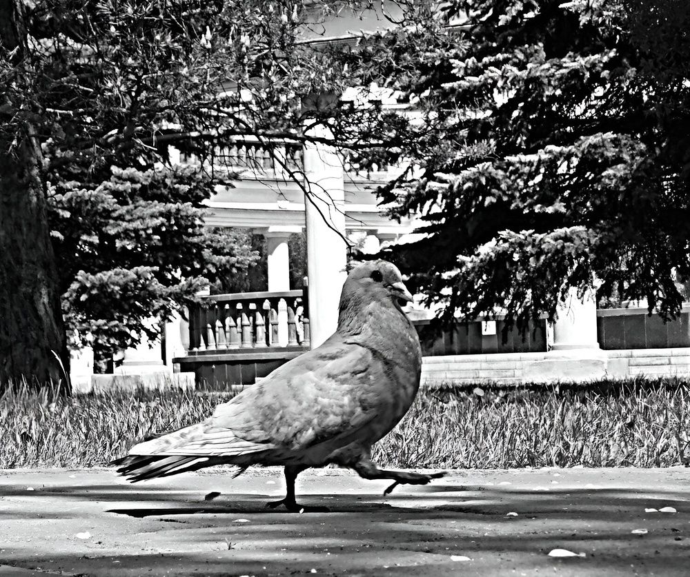 Photograph by Александр Прядко