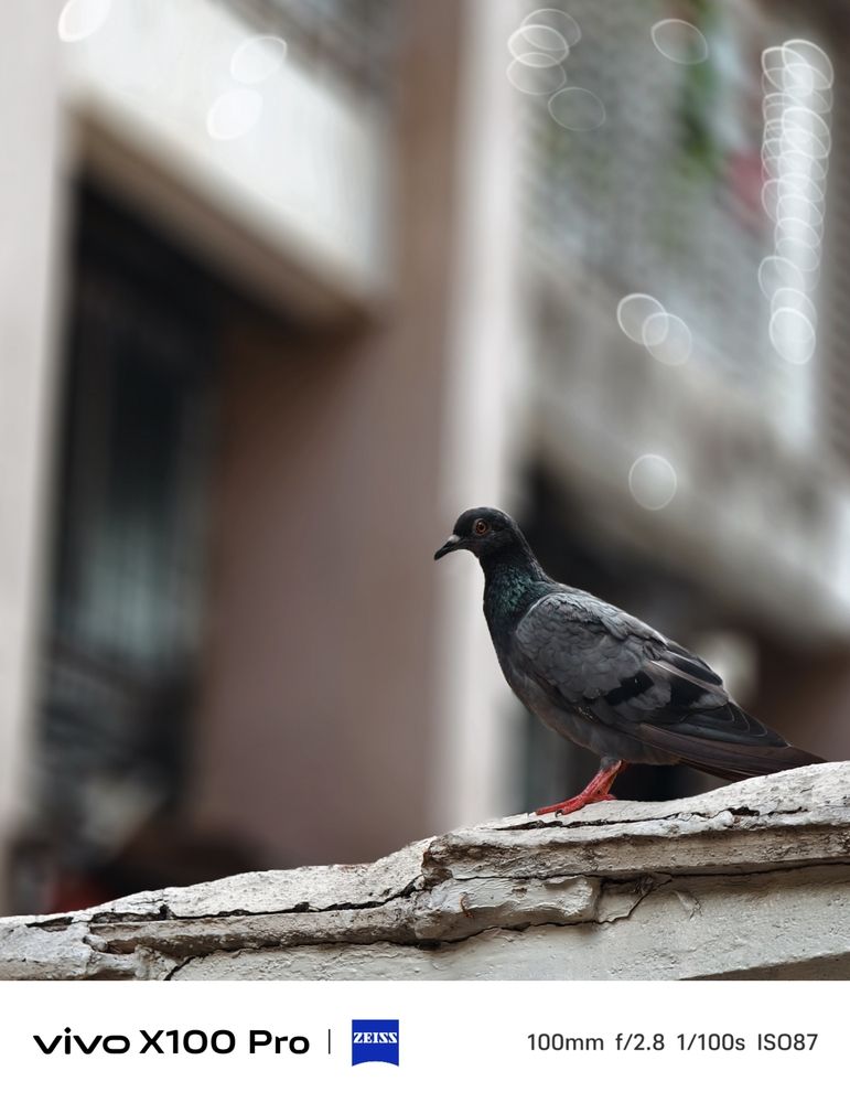Guardian of the Concrete