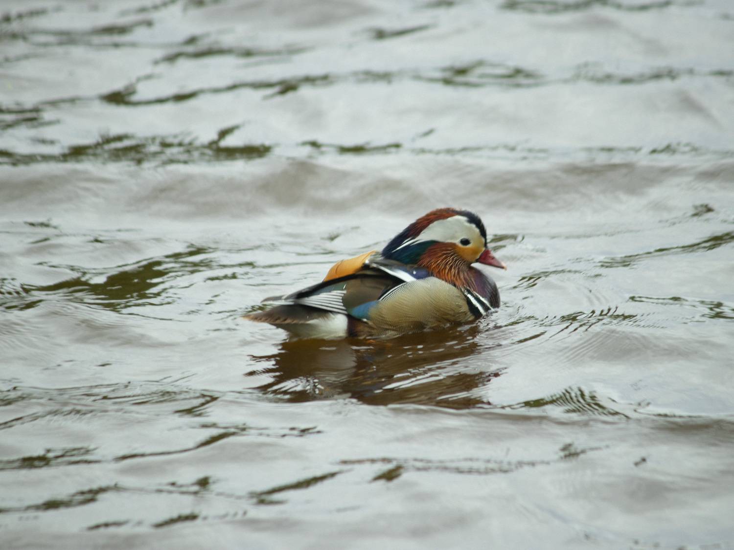 Photo #13733482