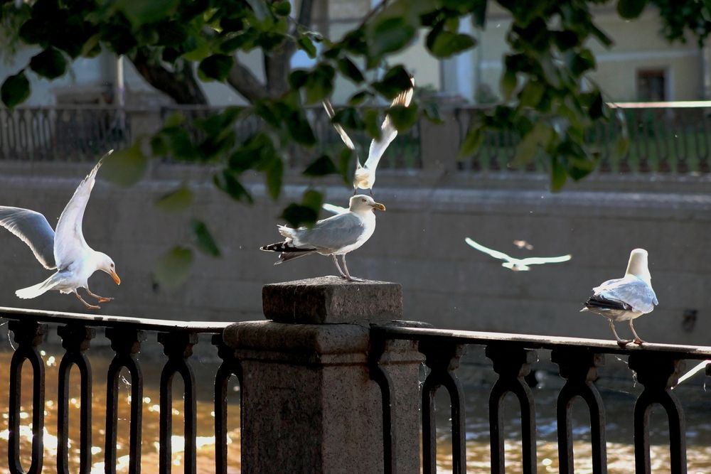 Photograph by Martin Ice