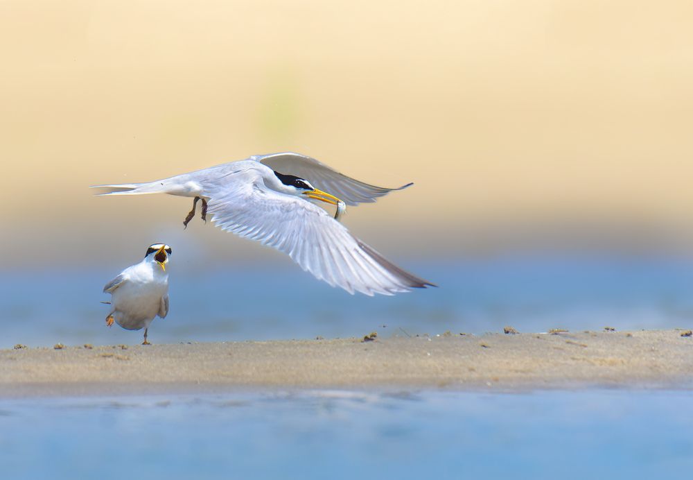 Little Tern