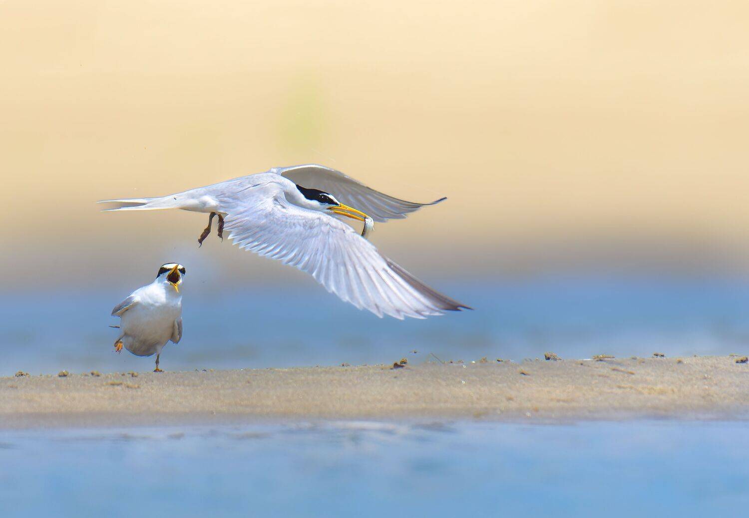Little Tern