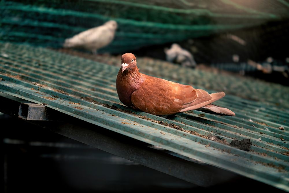 Photograph by Minh Duc Pham