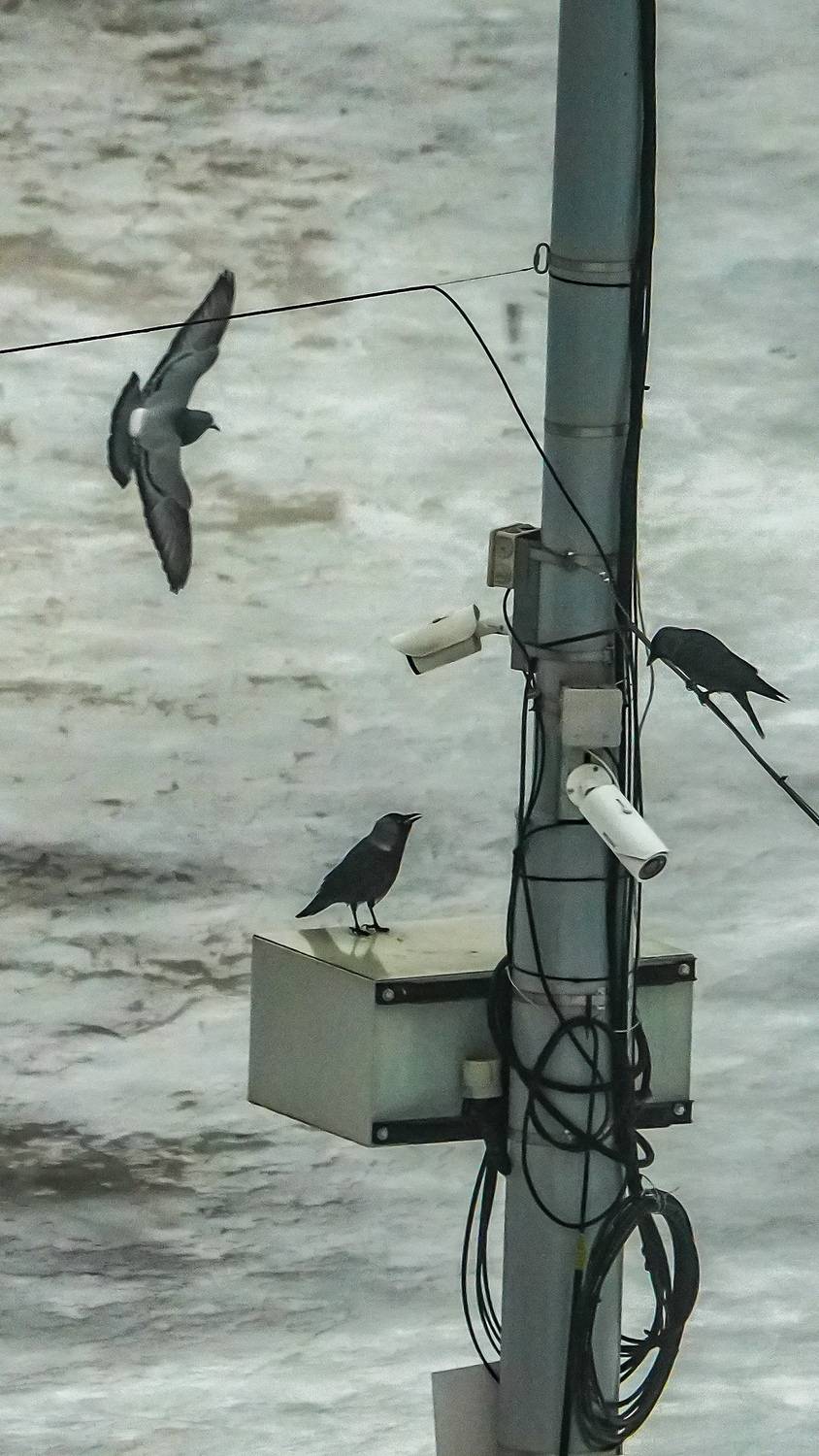 Photo #13734131