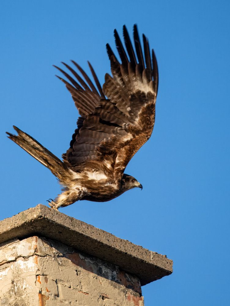 Photo #13734301