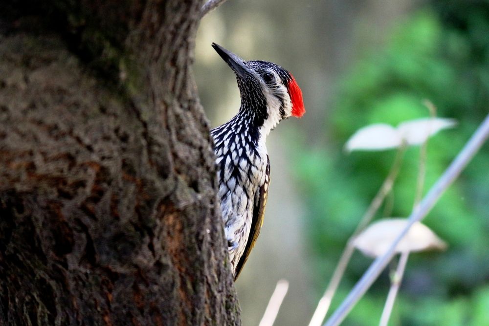 ID: Black-Rumped Flameback Woodpecker